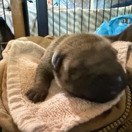 White collar - Red fawn female Chinese Shar-Pei puppy in Elkin, North Carolina from Martini Shar-Pei