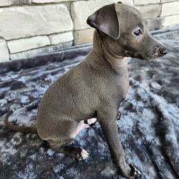 Italian Greyhound puppies from Italian Greyhounds