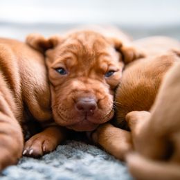 Vizsla Puppies from Countryside Vizsla's