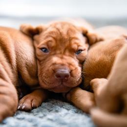 Vizsla Puppies from Countryside Vizsla's