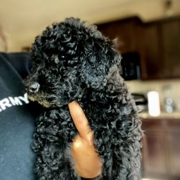 Jet - Black phantom male Aussiedoodle puppy in San Antonio, Texas from Av’s Poodles and Doodles