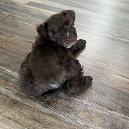 Miniature Schnauzer puppies from Swedenburg Schnauzers