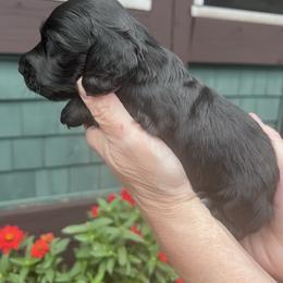 Boy 4 - Black male Dachshund puppy in Gouverneur, New York from Dack Dachshunds