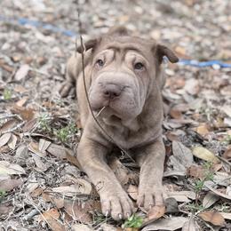 Metallica - Brown female Chinese Shar-Pei puppy in Lehigh Acres, Florida from Florida Wrinkles