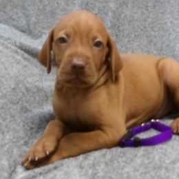 Lily Boy 4 - Golden rust male Vizsla puppy in Ganado, Texas from Roz Vizslas