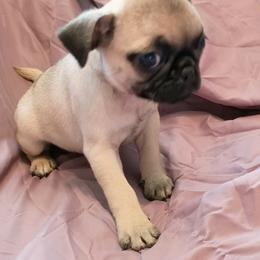 Girl 1 - Fawn female Pug puppy in Blountsville, Alabama from Rock Springs Pugs