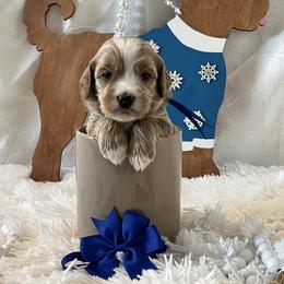 Blue Collar Male - Red  male Goldendoodle puppy in Bradenton, Florida from Suncoast Goldendoodles