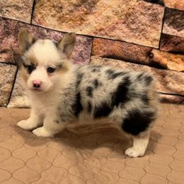 Boy 2 - Blue merle and white male American Corgi puppy in Visalia, California from VIP Stables