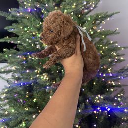 Gray boy - Red  male Poodle puppy in Bakersfield, California from Underground kennels