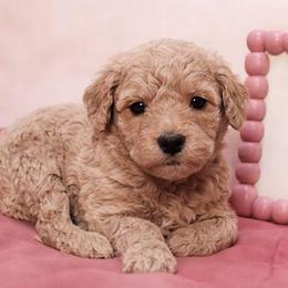 Bentley - light green collar - Apricot male Goldendoodle puppy in Hendersonville, Tennessee from Ben's Best Buddy Goldendoodles