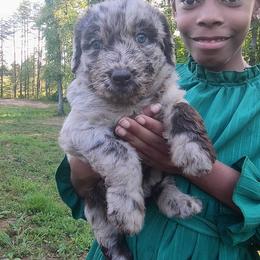 Zola May - Merle female Labradoodle puppy in Rock Island, Tennessee from Harvest Sky Kennels