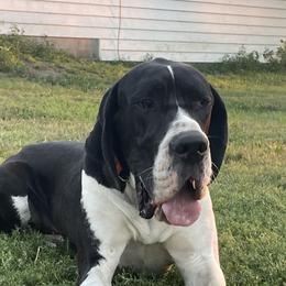 Erk - Mantle male Great Dane puppy in Sac City, Iowa from Northern Great Danes of Colorado & Iowa