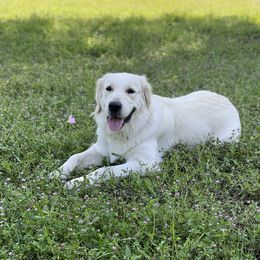 Athena - Golden Retriever