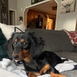 Dachshund Puppies from Golden Creek Farm