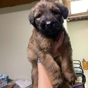 Tawny boy - Tawny male Briard puppy in Frankford, West Virginia from Honey Bee Hill