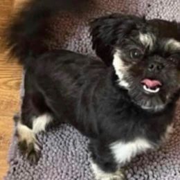 Tucker - Shih Tzu
