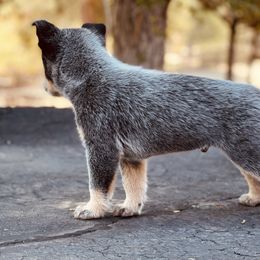 Australian Cattle Dog Puppies from Tin Roof Australian Cattle Dogs