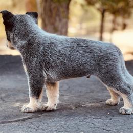 Australian Cattle Dog Puppies from Tin Roof Australian Cattle Dogs