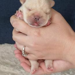 French Bulldog Puppies from Diamond Dreams French Bulldogs