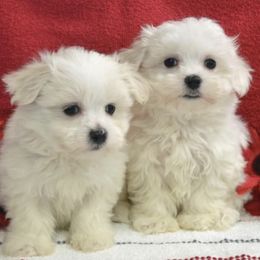 Aussiedoodles, Maltese, Maltipoos, Morkies, Yorkipoos, and Yorkshire Terriers from X-F Kennels