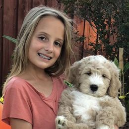 Goldendoodle and Bearded Retriever Puppies from Emma Lee Doodles