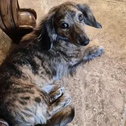 Opal - Dachshund