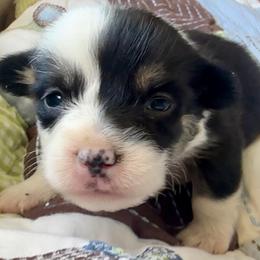 Beemo - Black and tan male Pembroke Welsh Corgi puppy in Mount Nebo, West Virginia from Summersville Corgis of Groves Farm