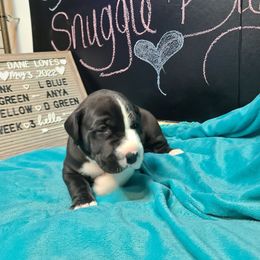 Great Dane Puppies from Lil Dane Loves