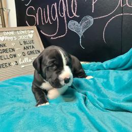 Great Dane Puppies from Lil Dane Loves