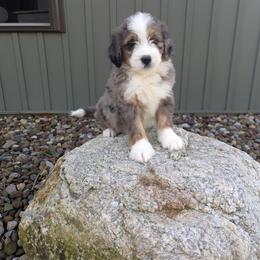 Jackson - Blue merle male Bernedoodle puppy in Beach City, Ohio from Blue Cloud Doodles