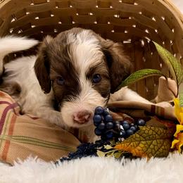 Hazel - Cream female Aussiedoodle puppy in Taylor, Missouri from Pawsitively Doodles