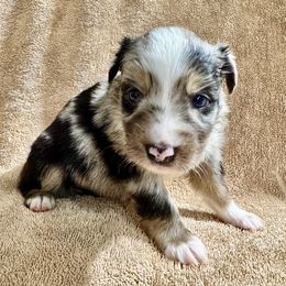 Merle male 2 - Blue merle male Miniature Australian Shepherd puppy in Lemon Cove, California from Magic Ranch Mini Aussies