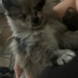 Boy 1 - Blue merle male Pomeranian puppy in Gotha, Florida from Jazzi’s Poms