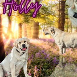Holly - Labrador Retriever