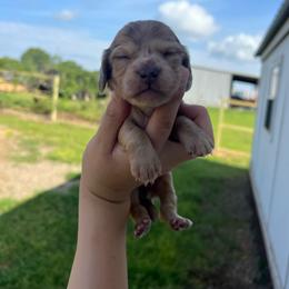 Archie - Dapple male Dachshund puppy in Nashville, Arkansas from Cuddles n Curls