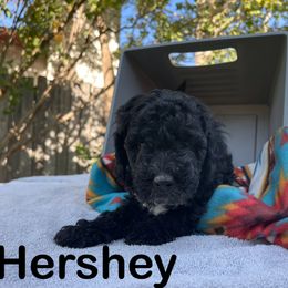 Aussiedoodle, Bernedoodle, Bernese Mountain Dog, and Sheepadoodle Puppies from Draper Mountain Doodles