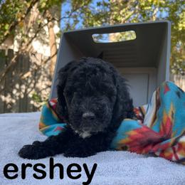 Aussiedoodle, Bernedoodle, Bernese Mountain Dog, and Sheepadoodle Puppies from Draper Mountain Doodles