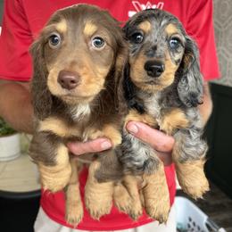 Dachshund Puppies from Hoosier Doxies