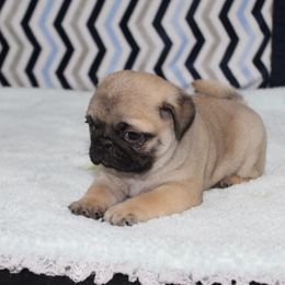 Bruiser - Fawn male Pug puppy in Tuscola, Illinois from Dream on puppies