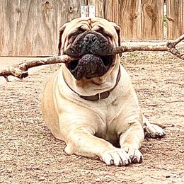 Bullmastiffs from Big Daddy Bullmastiffs