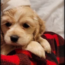 Cocker Spaniel Puppies from -PrincetonzSpanielz-