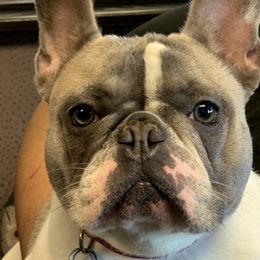 French Bulldogs from Suga Bae’s All Star Frenchies