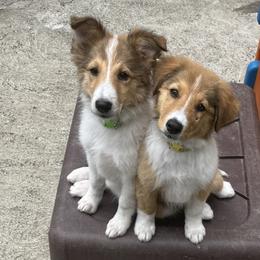 Old Time Scotch Collies from Hidden Orchard Farm