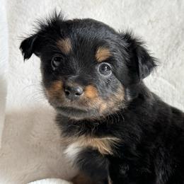 Onyx - Black tri female Toy Australian Shepherd puppy in Amarillo, Texas from Duclops Ranch Aussies