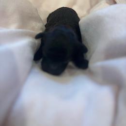 Boy2 - Black male Poodle puppy in Covina, California from Shih_doodle_Co