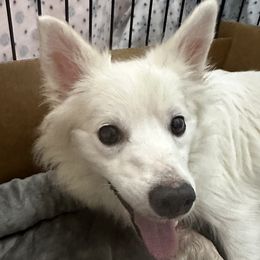 Tink - American Eskimo Dog