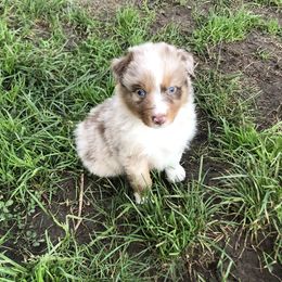 Australian Shepherd Puppies from Humboldt Aussies
