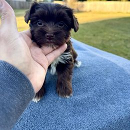 Dale - Chocolate, tan and white male Yorkshire Terrier puppy in Winder, Georgia from Hause of Vang Kennels