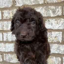 Pastel Pink Collar Girl - Chocolate female Goldendoodle puppy in Lithia Springs, Georgia from Opulent Goldendoodles