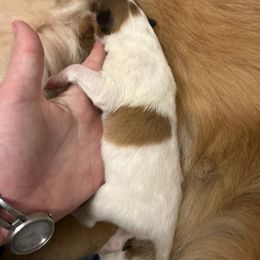 Philip - White male Collie puppy in Abilene, Texas from Regal Lassie's